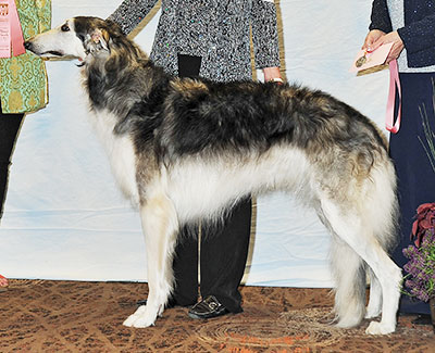 2016 Puppy Sweepstakes Bitch, 15 months and under 18 - 3rd