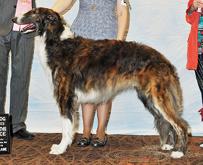 2016 Puppy Sweepstakes Dog, 12 months and under 15 - 1st