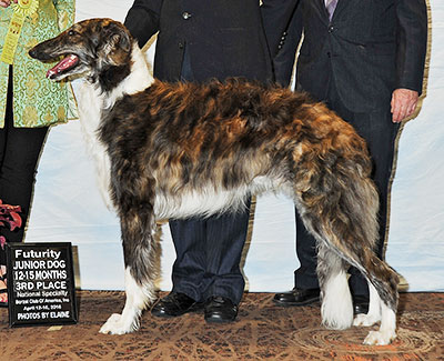 2016 Futurity Dog, 12 months and under 15 - 2nd
