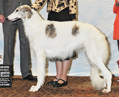 2016 Futurity Dog, 12 months and under 15 - 3rd