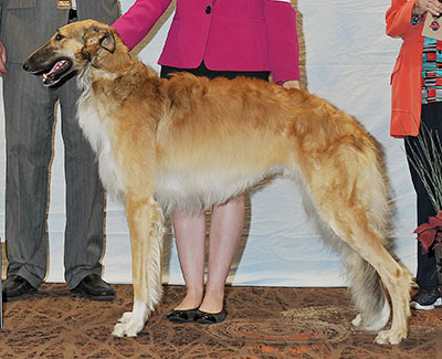 2016 Puppy Sweepstakes Dog, 15 months and under 18 - 2nd