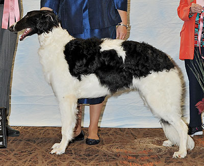 2016 Puppy Sweepstakes Dog, 6 months and under 9 - 1st