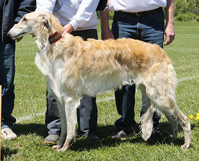 2017 AKC Lure Coursing Open 1st