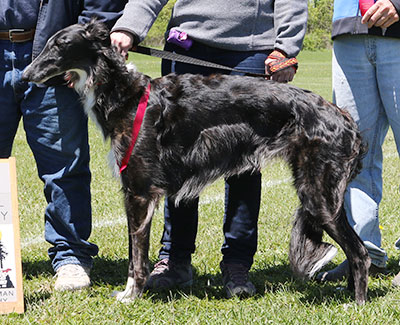 2017 AKC Lure Coursing Open 2nd