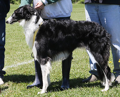 2017 AKC Lure Coursing Open 3rd