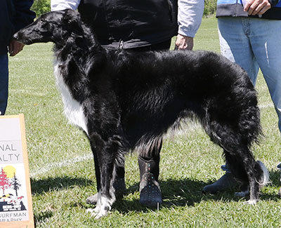 2017 AKC Lure Coursing Open 4th