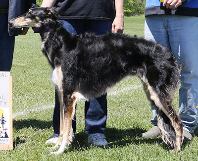 2017 AKC Lure Coursing Special 3rd