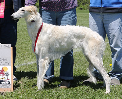 2017 AKC Lure Coursing Veteran 2nd