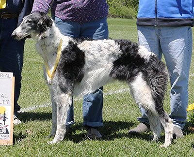 2017 AKC Lure Coursing Veteran 3rd