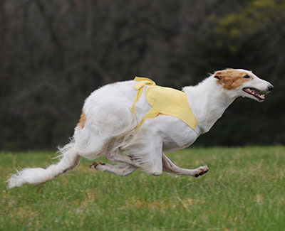 2017 ASFA Lure Coursing Field Champion 4th