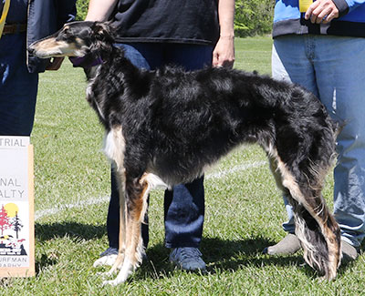 2017 ASFA Lure Coursing Field Champion NBQ