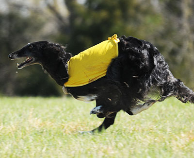 2017 ASFA Lure Coursing Veteran 1st