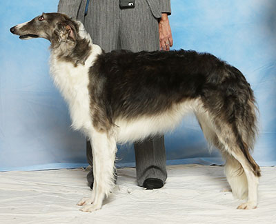2017 Bitch, Bred by Exhibitor - 4th