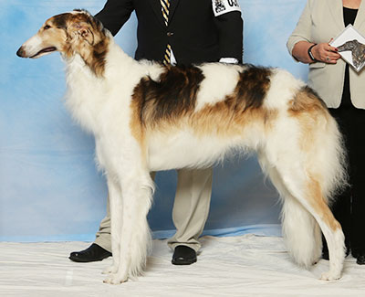 1992 Best Bred By Exhibitor In Specialty