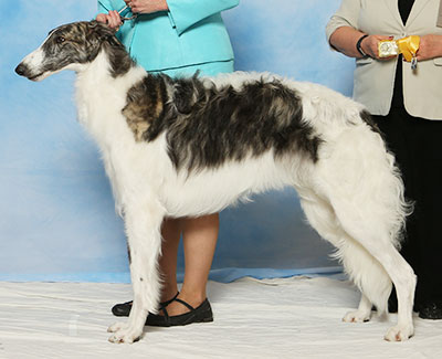 2017 Dog, 12 months and under 18 - 3rd