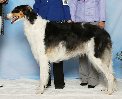 2017 Futurity Dog, 12 months and under 15 - 3rd