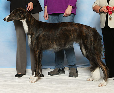 2017 Dog, 9 months and under 12 - 2nd
