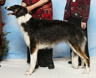 2017 Dog, 9 months and under 12 - 3rd