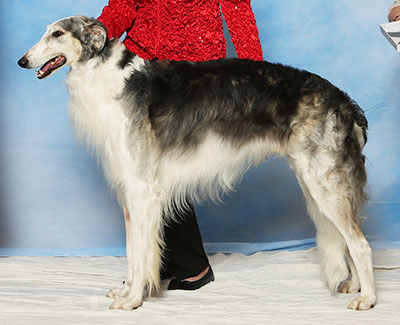 2017 Dog, Amerian Bred - 1st