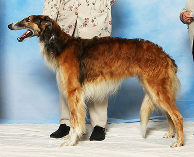 2017 Dog, Amerian Bred - 4th