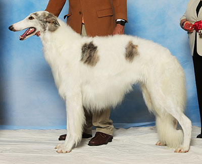 2017 Dog, Bred by Exhibitor - 2nd