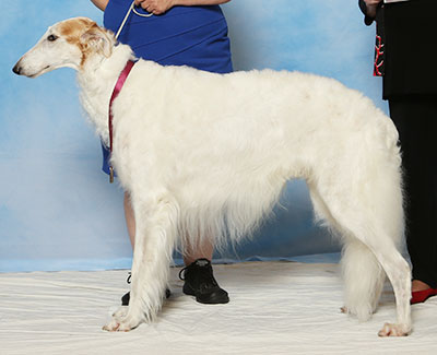2017 Dog, Veteran 10 years and older - 2nd