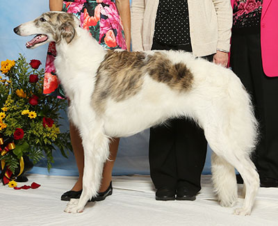 2017 Futurity Bitch, 9 months and under 12 - 4th