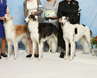 2017 Futurity Brood Bitch Class - 1st