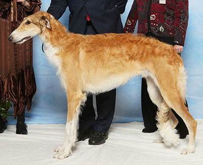 2017 Futurity Dog, 6 months and under 9 - 2nd