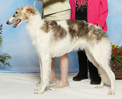 2017 Futurity Dog, 6 months and under 9 - 4th