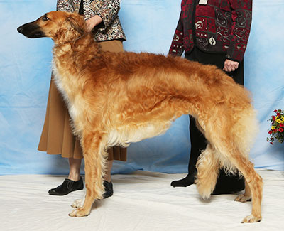 2017 Futurity Dog, 9 months and under 12 - 2nd