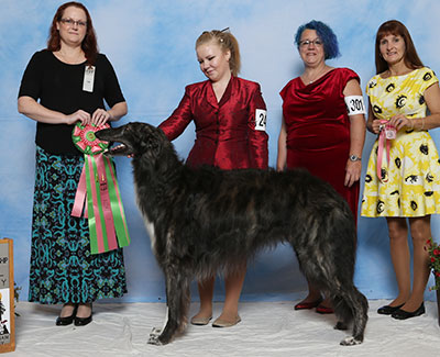 2017 Open Junior Showman Class - 1st