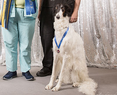 2017 Obedience Beginner Novice Class 'B' - 1st