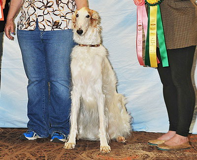 2017 Obedience Veteran Class - 1st