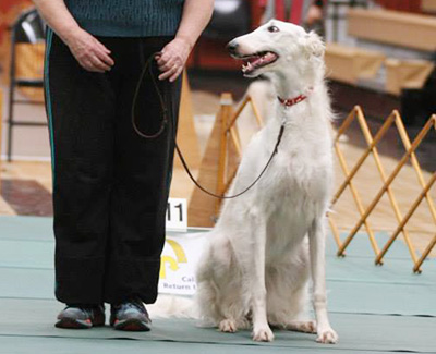 2017 Obedience Award of Merit