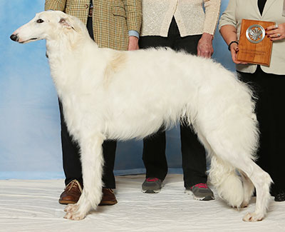 2017 Reserve Winners Dog