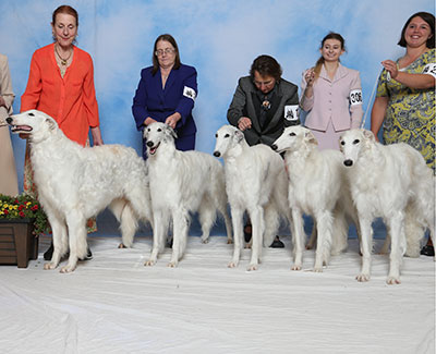 2017 Stud Dog Class - 1st