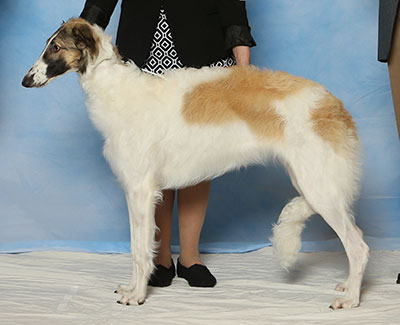 2017 Puppy Sweepstakes Bitch, 6 months and under 9 - 4th