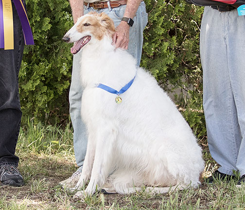 2018 AKC Lure Coursing Best of Breed