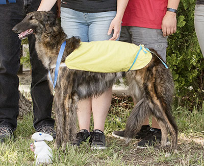 2018 AKC Lure Coursing Open 1st