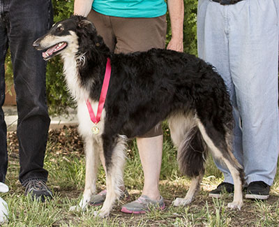 2018 AKC Lure Coursing Open 2nd