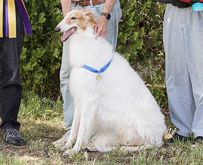 2018 AKC Lure Coursing Special 1st