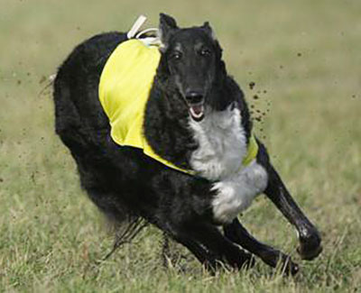 2018 AKC Lure Coursing Special 2nd