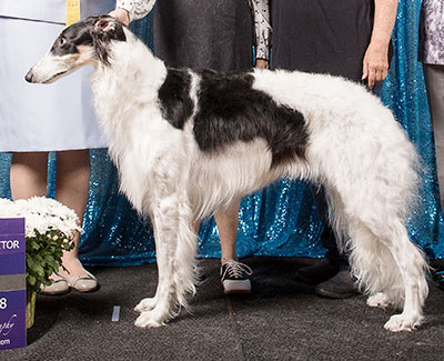 2018 Bitch, Bred by Exhibitor - 3rd