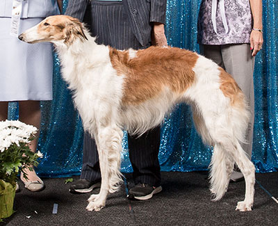 2018 Bitch, Bred by Exhibitor - 4th