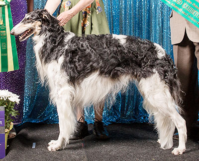 1992 Best Bred By Exhibitor In Specialty