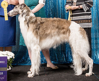 2018 Dog, Amerian Bred - 3rd