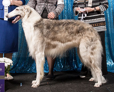 2018 Dog, Amerian Bred - 4th