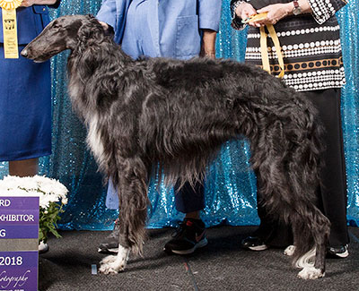 2018 Dog, Bred by Exhibitor - 3rd