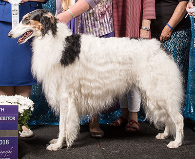 2018 Dog, Bred by Exhibitor - 4th